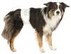TRIXIE Luiers voor Reuen M–L 46–60 cm, 12 St&#xFC, ck Hond online kopen